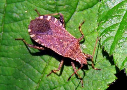 Réf. 232 002 : Ceraleptus gracilicornis